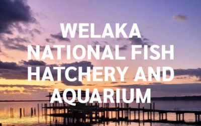 Welaka National Fish Hatchery and Aquarium