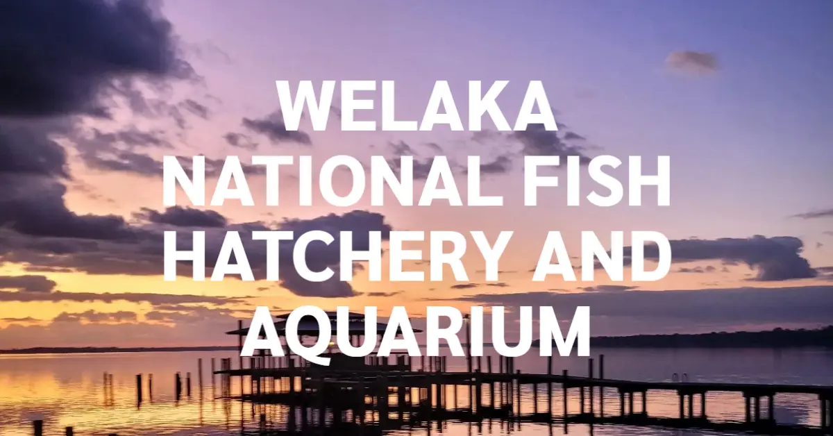 Welaka National Fish Hatchery and Aquarium Visit Welaka, Florida