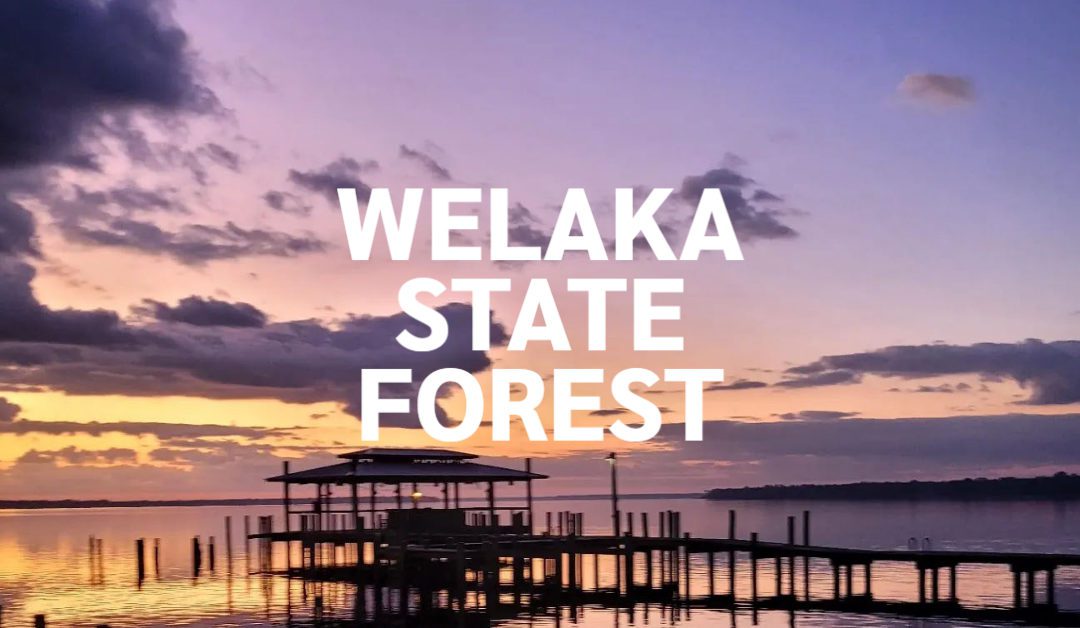 Welaka State Forest