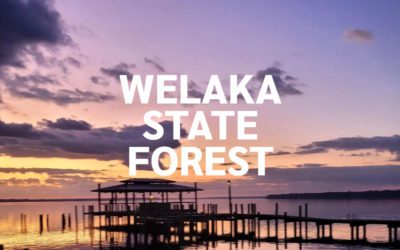 Welaka State Forest